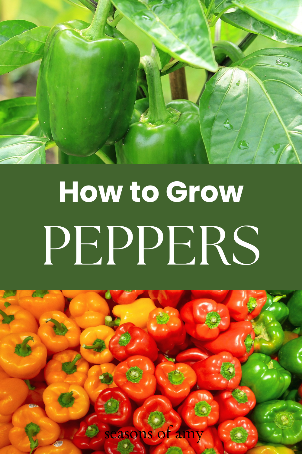 Gardening For Beginners : How To Grow Peppers - Seasons of Amy